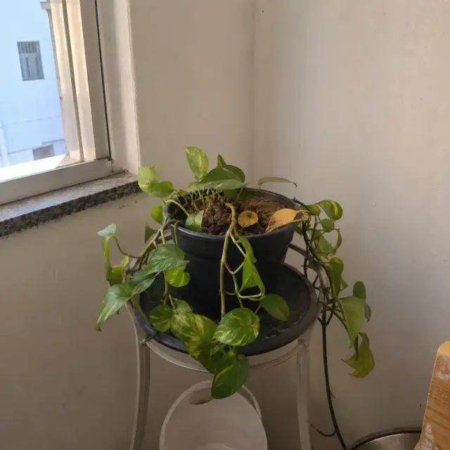 Plantas sem cuidado adequado