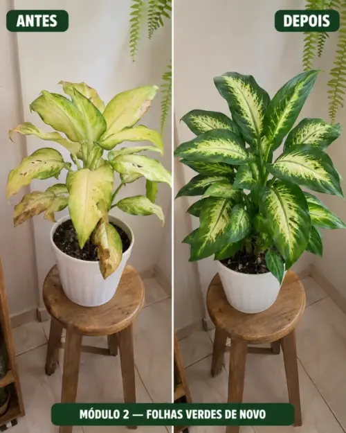 Módulo 2 - Folhas Verdes de Novo
