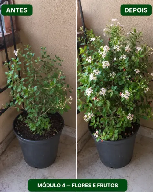 Módulo 4 - Flores e Frutos